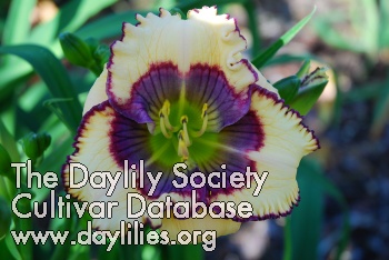 Daylily Violet Butterfly
